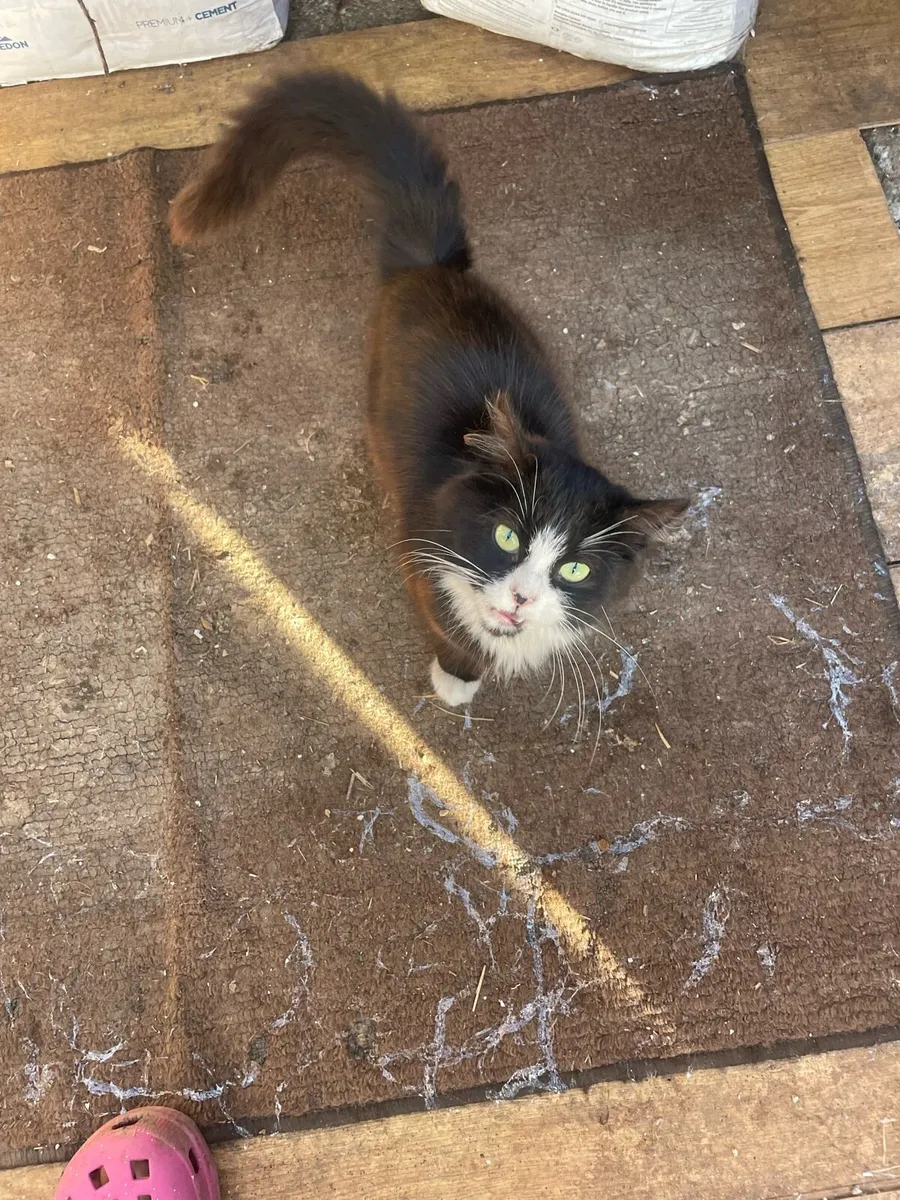 Adoption kitten - Image 1