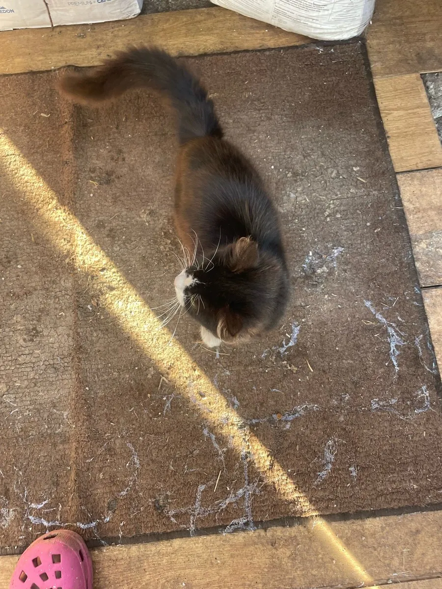 Adoption kitten - Image 3