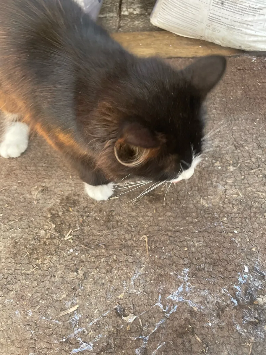 Adoption kitten - Image 4