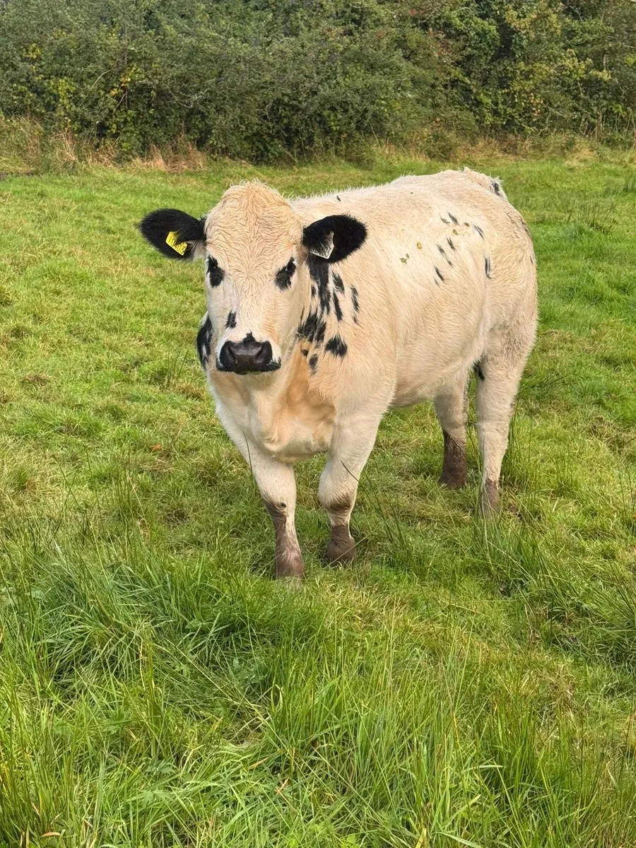 **Heifers for  Carrigallen Mart the  13th ** - Image 2