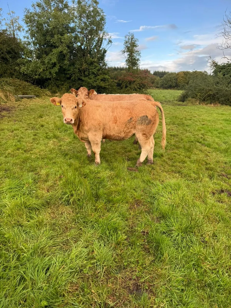 **Heifers for  Carrigallen Mart the  13th ** - Image 3