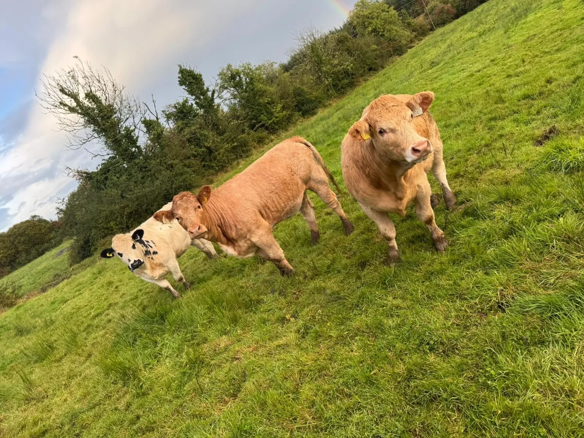 **Heifers for  Carrigallen Mart the  13th ** - Image 4