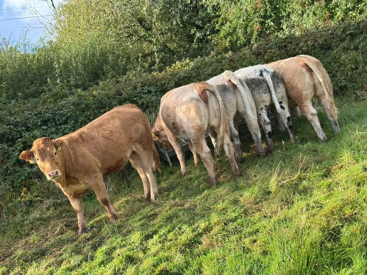 **Heifers for  Carrigallen Mart the  13th ** - Image 1