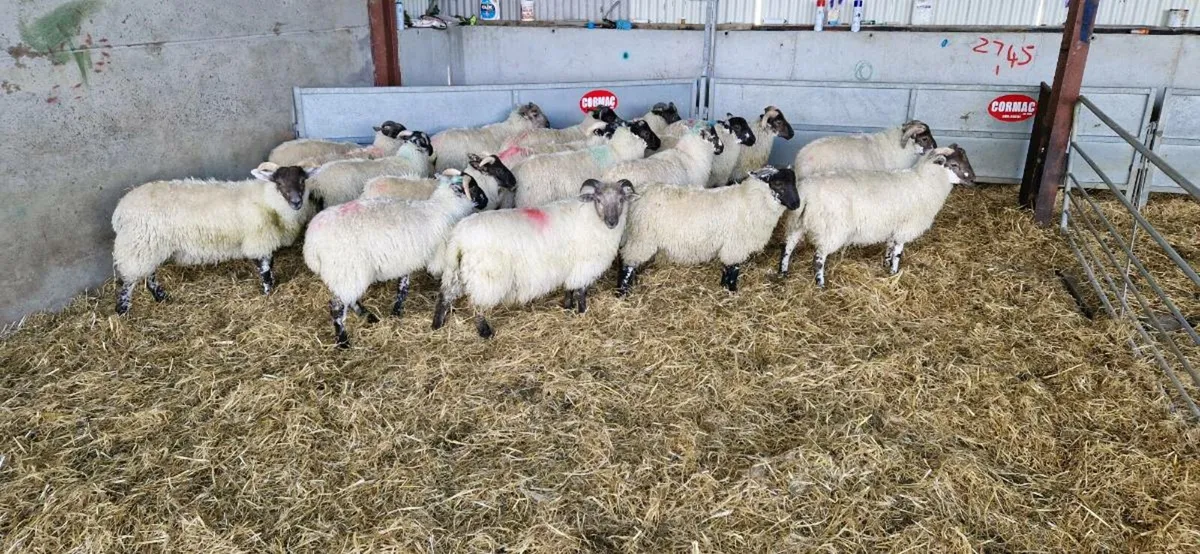 18 crossbreed ram lambs - Image 1