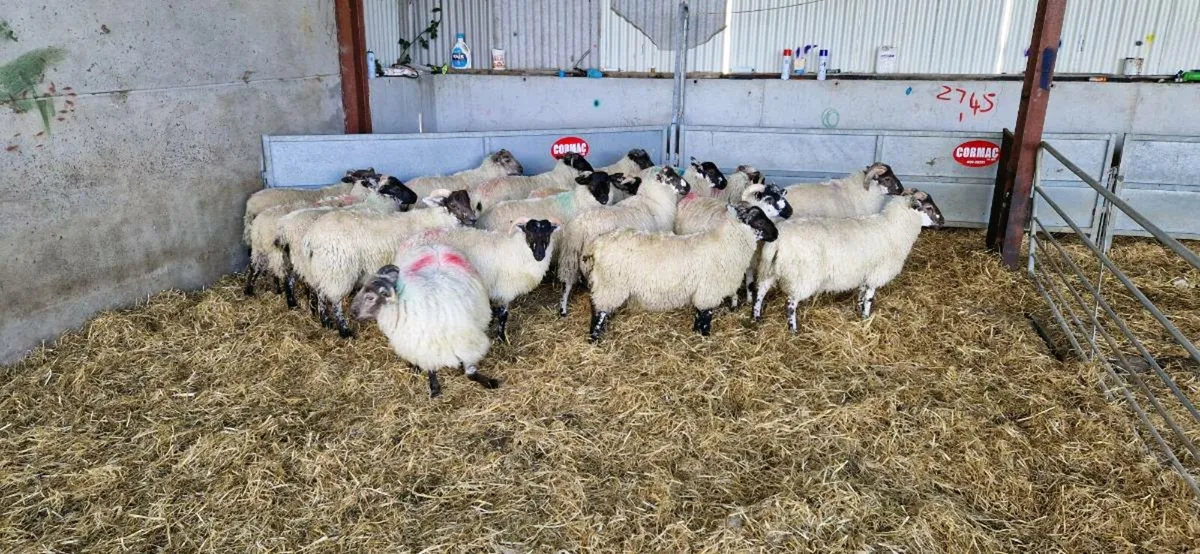 18 crossbreed ram lambs - Image 2