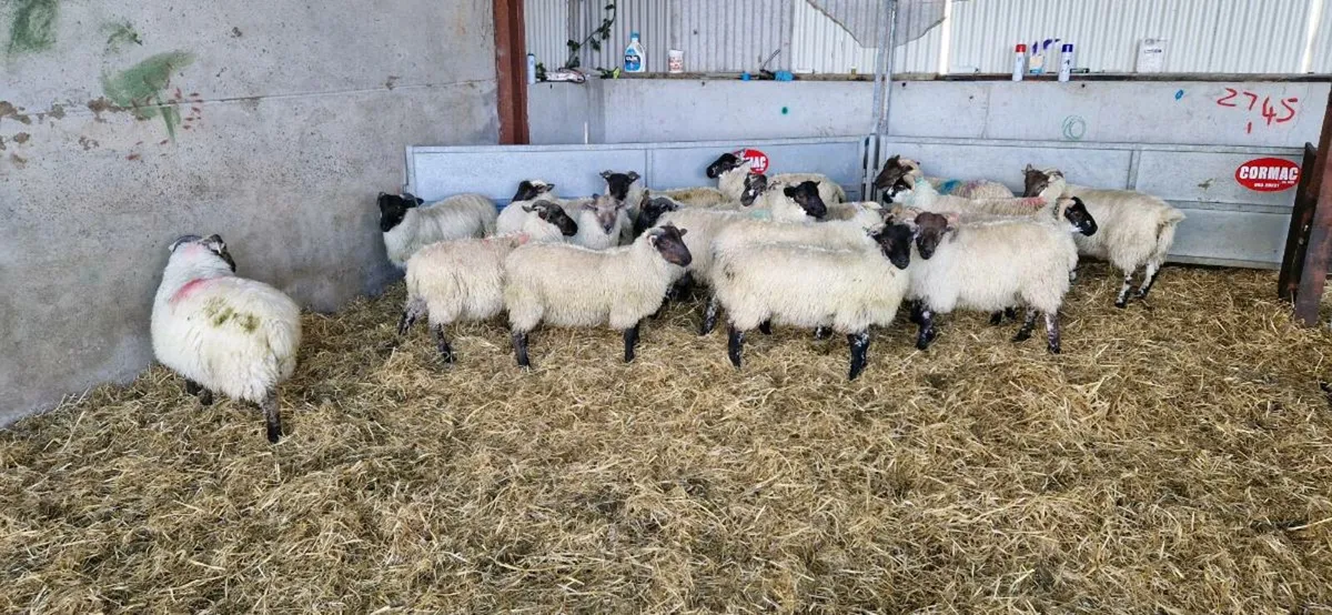 18 crossbreed ram lambs - Image 3