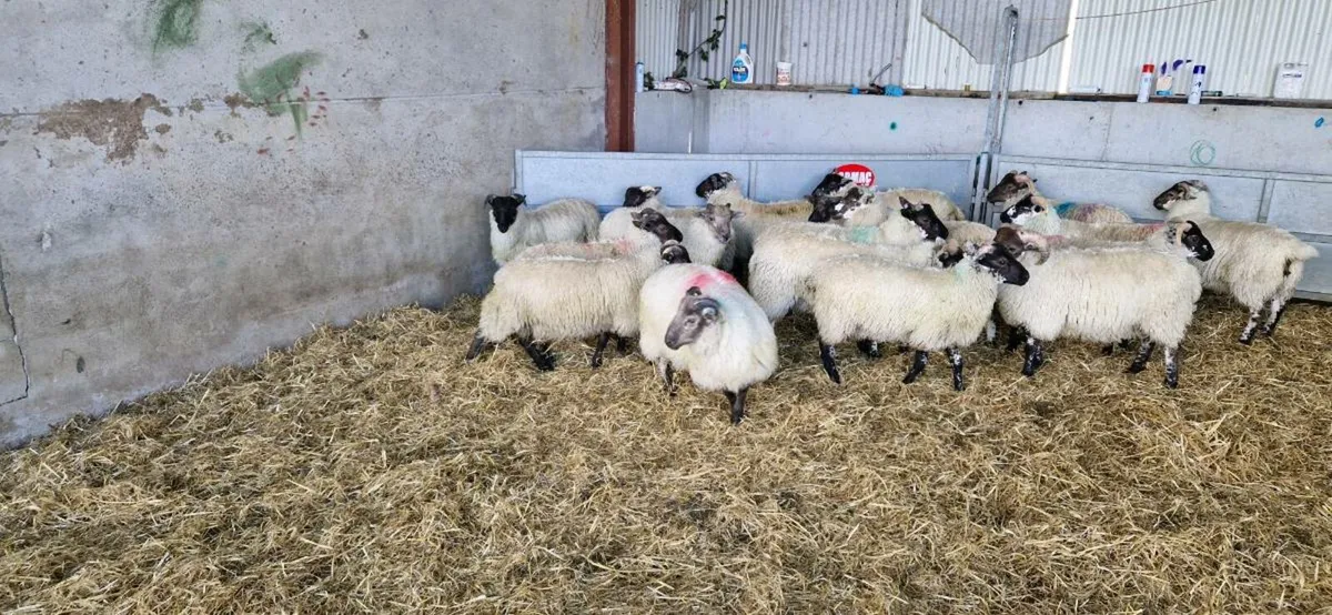 18 crossbreed ram lambs - Image 4