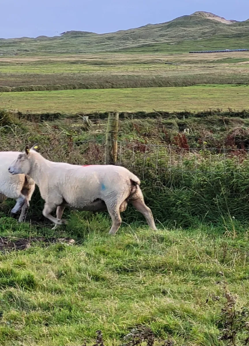 Charolais Ram 3 Year Old - Image 2