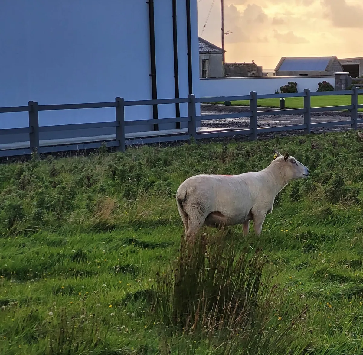Charolais Ram 3 Year Old - Image 3