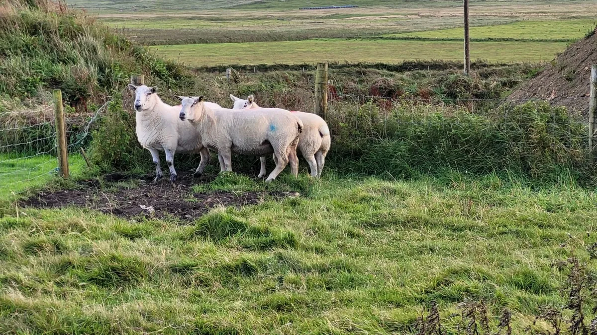 Charolais Ram 3 Year Old - Image 4
