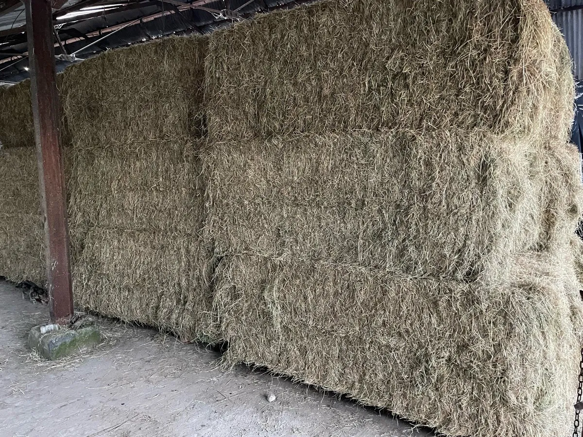 Grade A horse hay large squares - Image 1