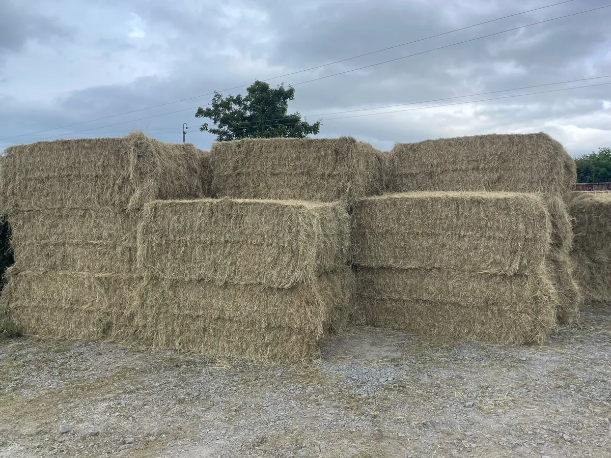Grade A horse hay large squares - Image 2
