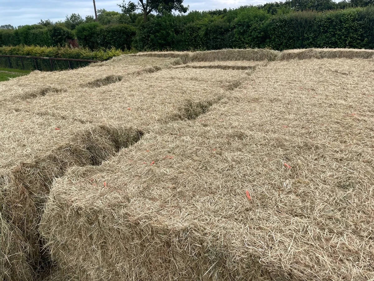 Grade A horse hay large squares - Image 3