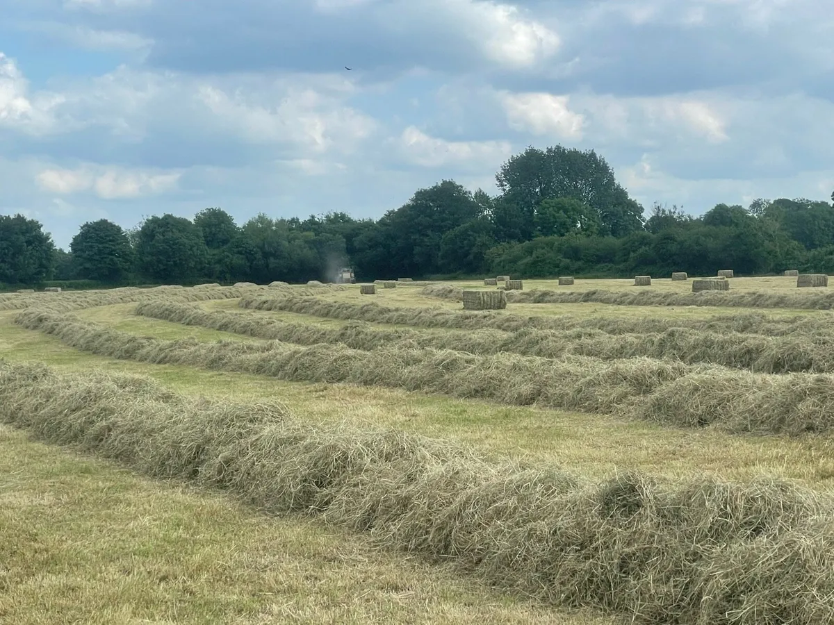 Grade A horse hay large squares - Image 4
