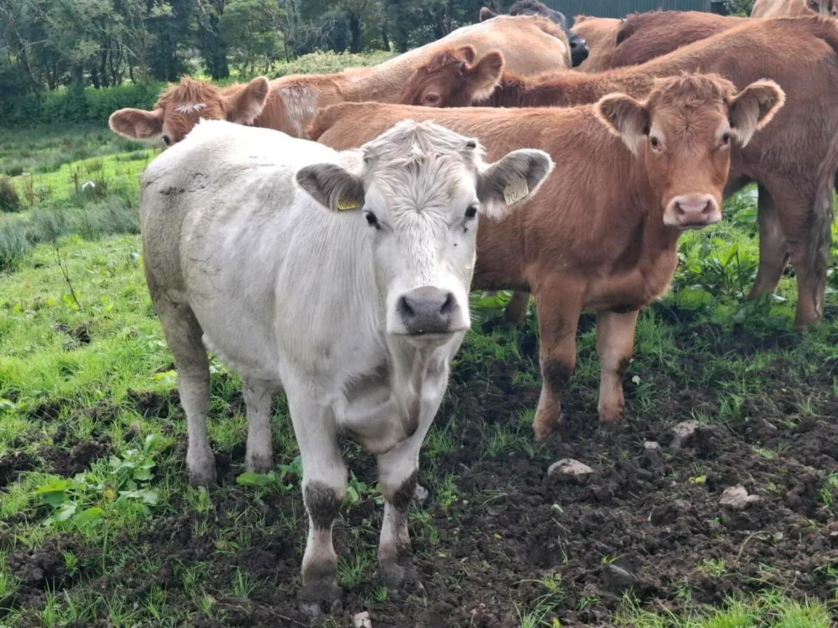 20 Organic Store Heifers/Bullocks @Abbeyfeale Mart - Image 1