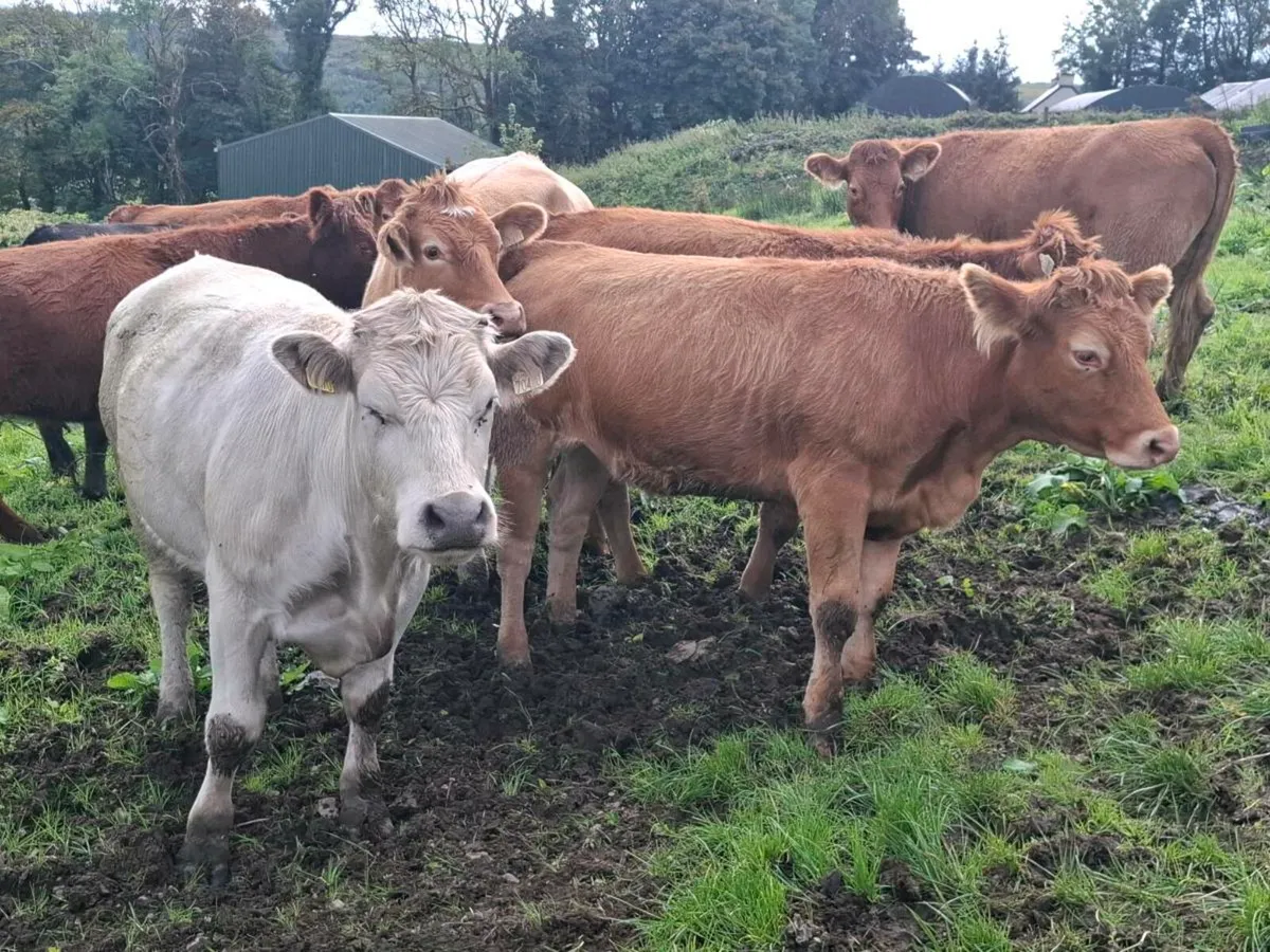 20 Organic Store Heifers/Bullocks @Abbeyfeale Mart - Image 3