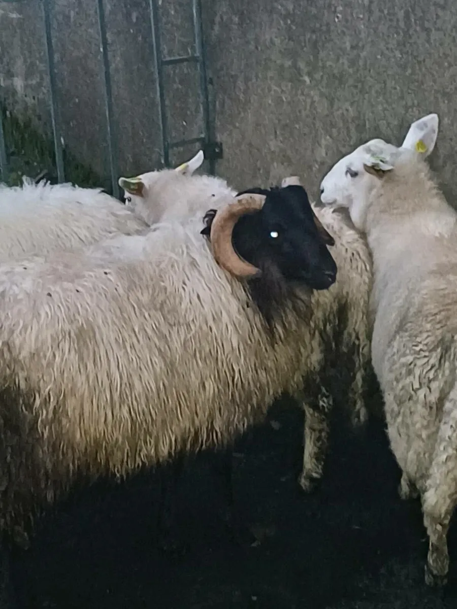 Cheviot ram lamb and Mountain ram lamb - Image 2