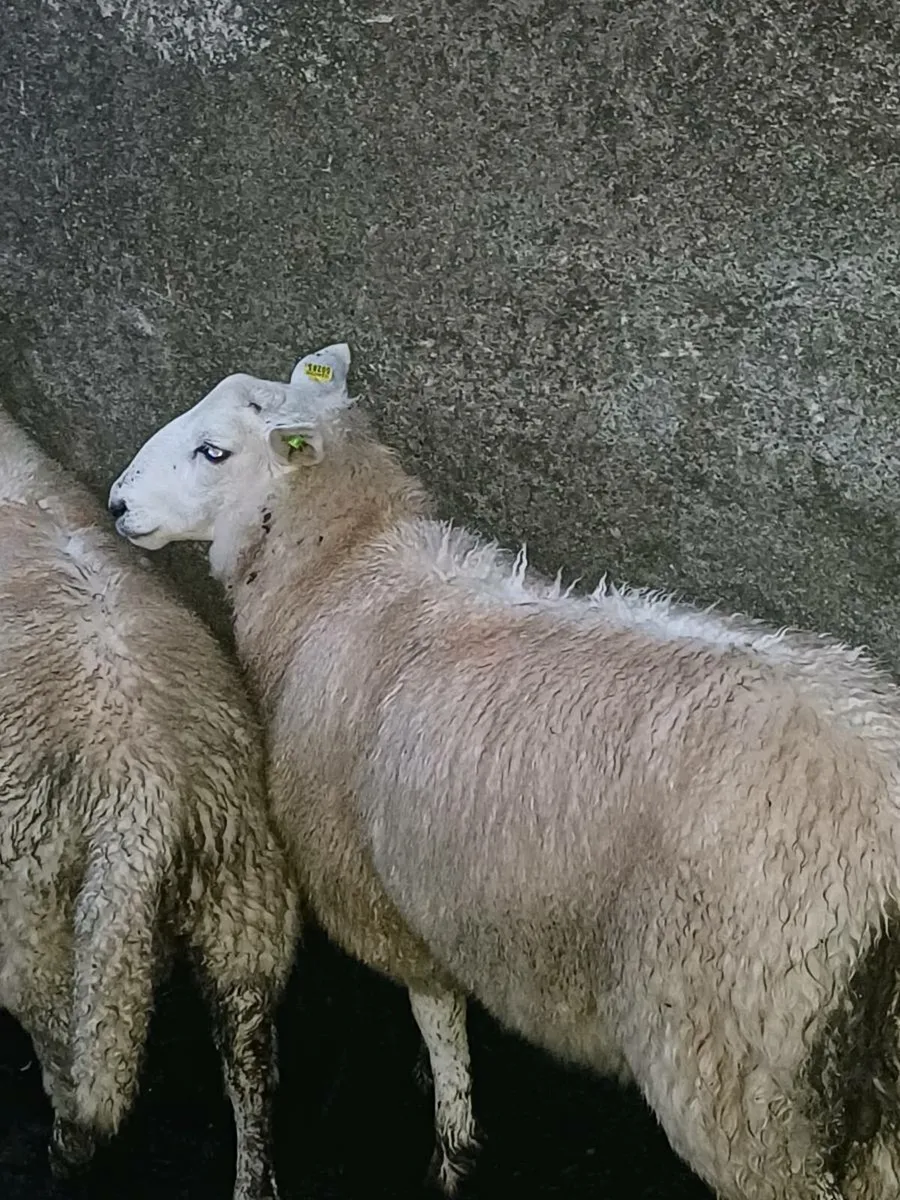 Cheviot ram lamb and Mountain ram lamb - Image 3
