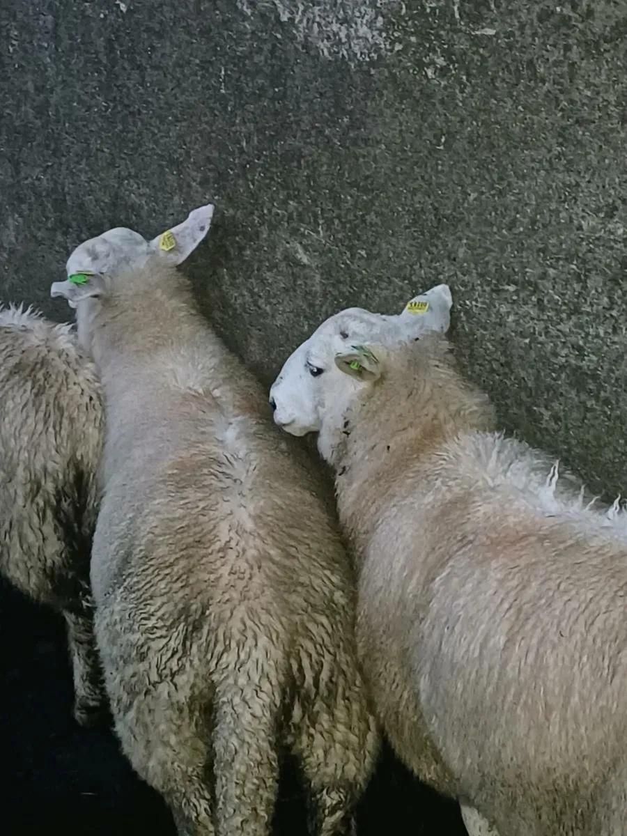 Cheviot ram lamb and Mountain ram lamb - Image 4
