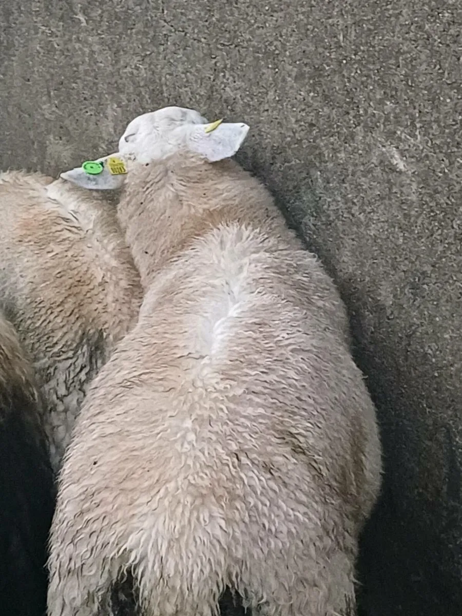 Cheviot ram lamb and Mountain ram lamb - Image 1