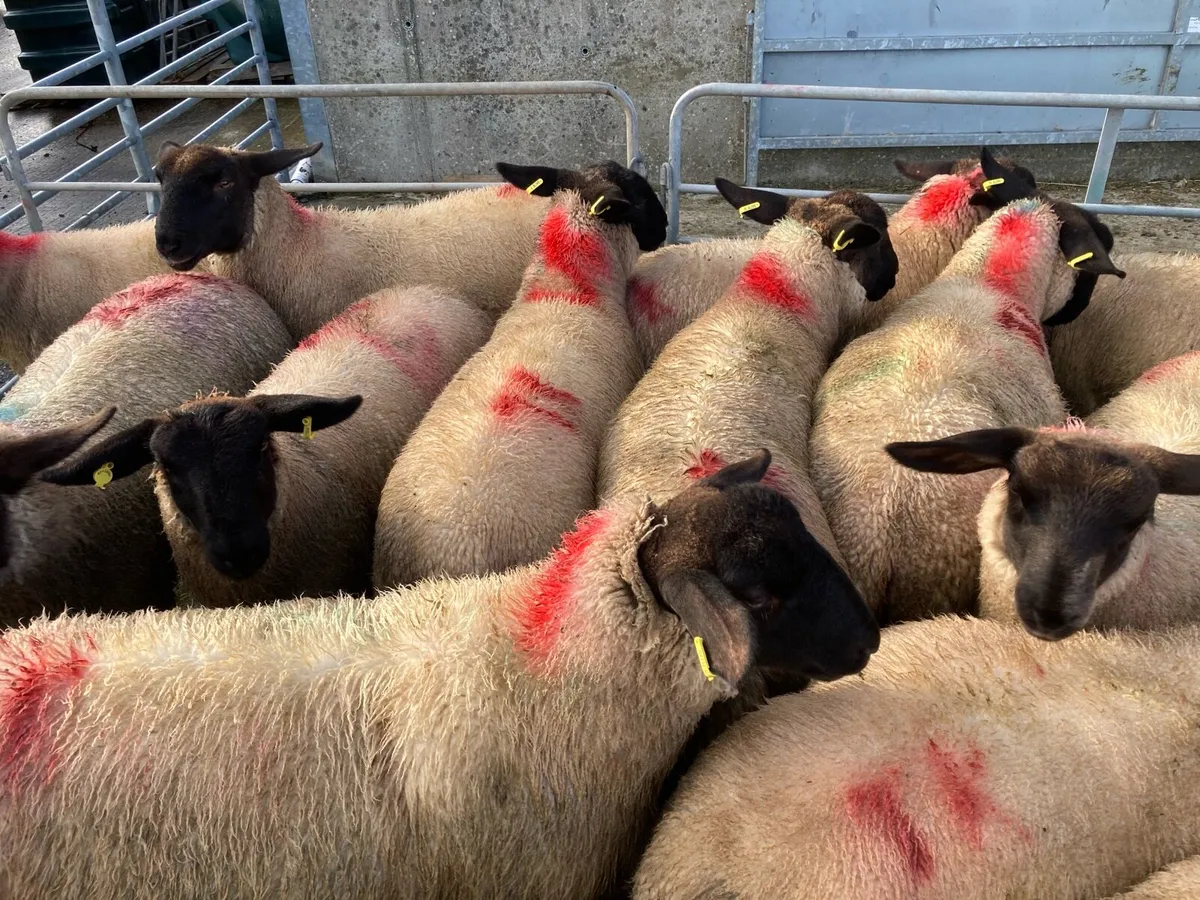 Ewe Lamb’s - Image 1
