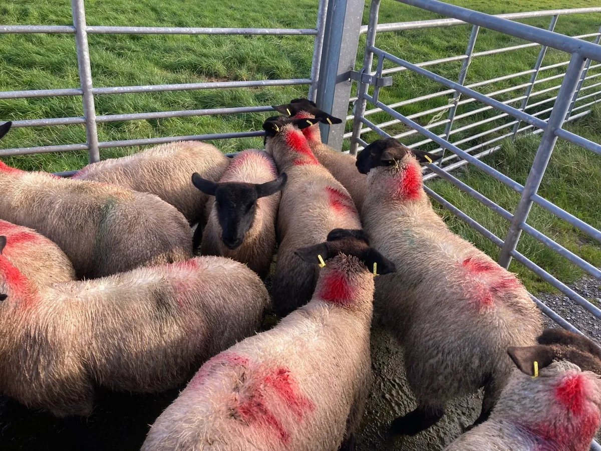 Ewe Lamb’s - Image 4