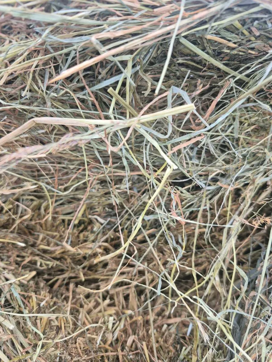 Silage for sale - Image 3