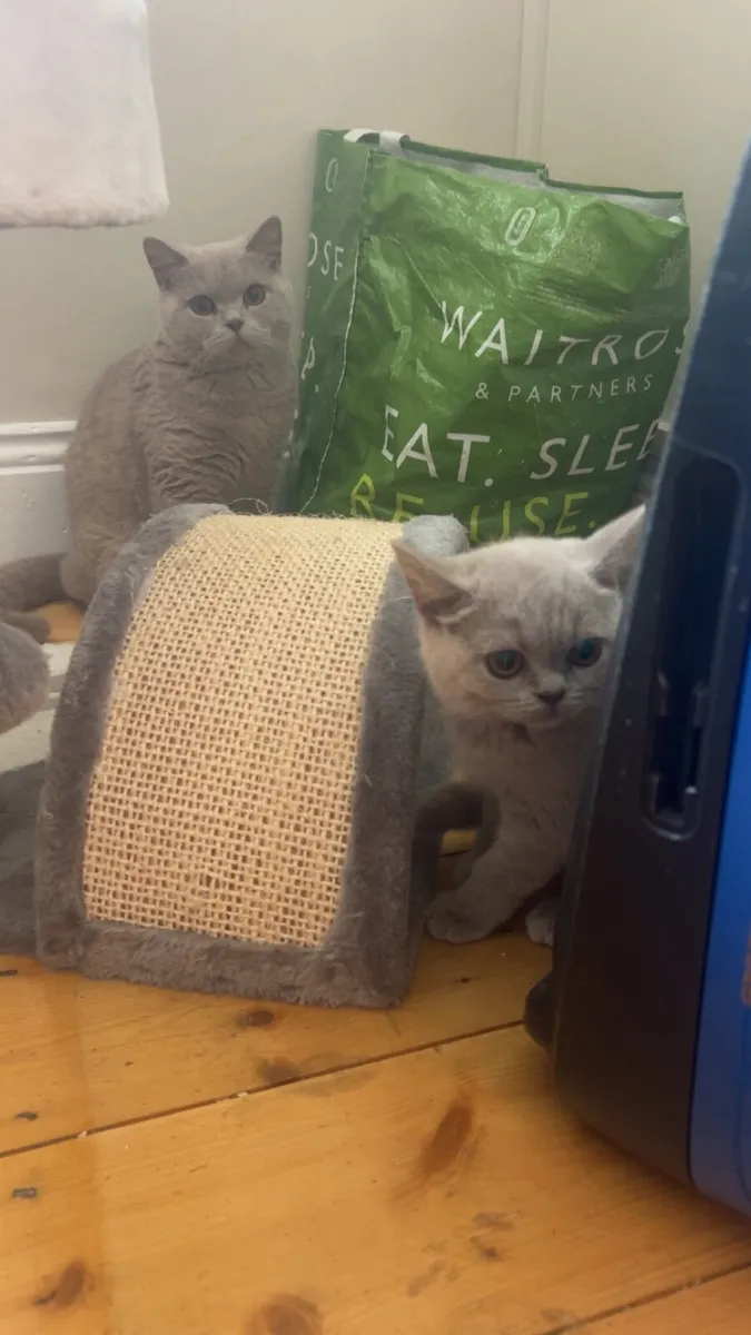 British shorthair kitten - Image 2