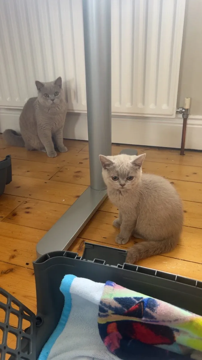 British shorthair kitten - Image 1