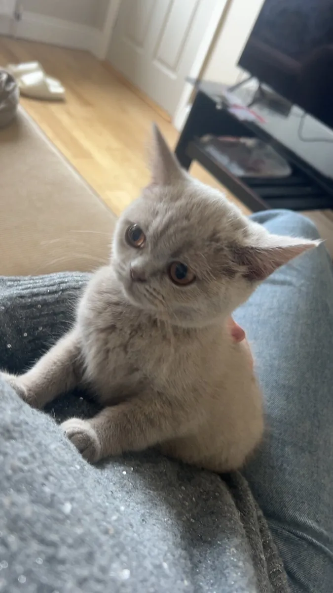 British shorthair kitten - Image 3