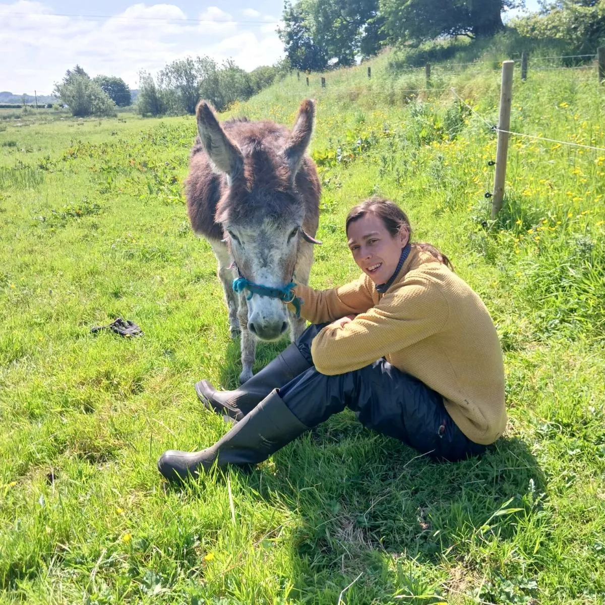 Two female donkeys - Image 2