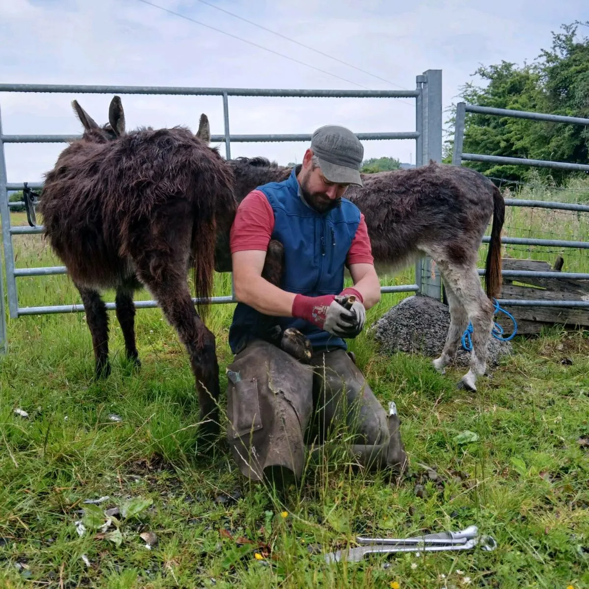 Two female donkeys - Image 3