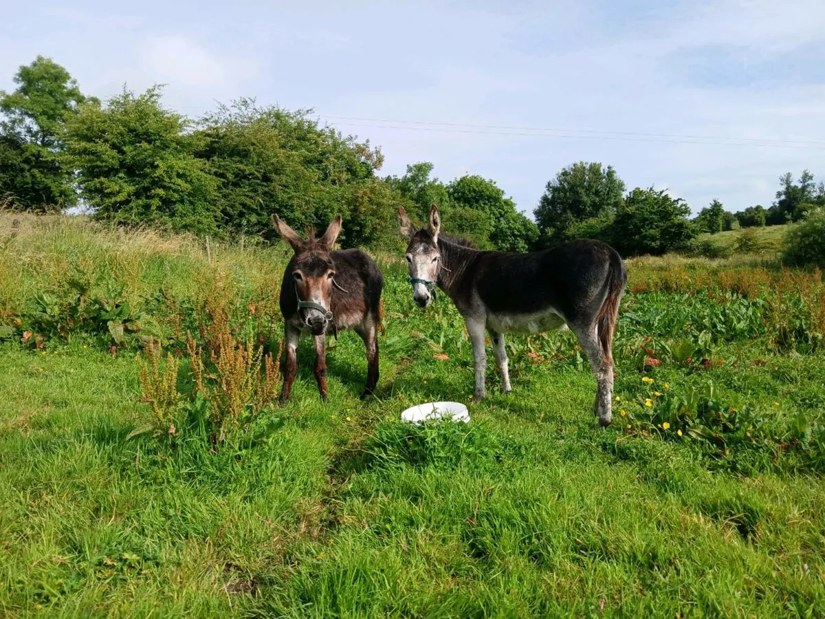 Two female donkeys - Image 4