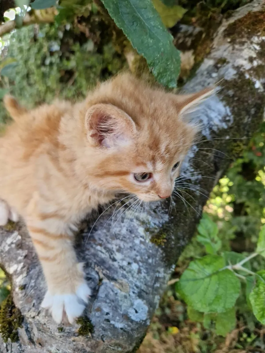 Kittens - Image 1