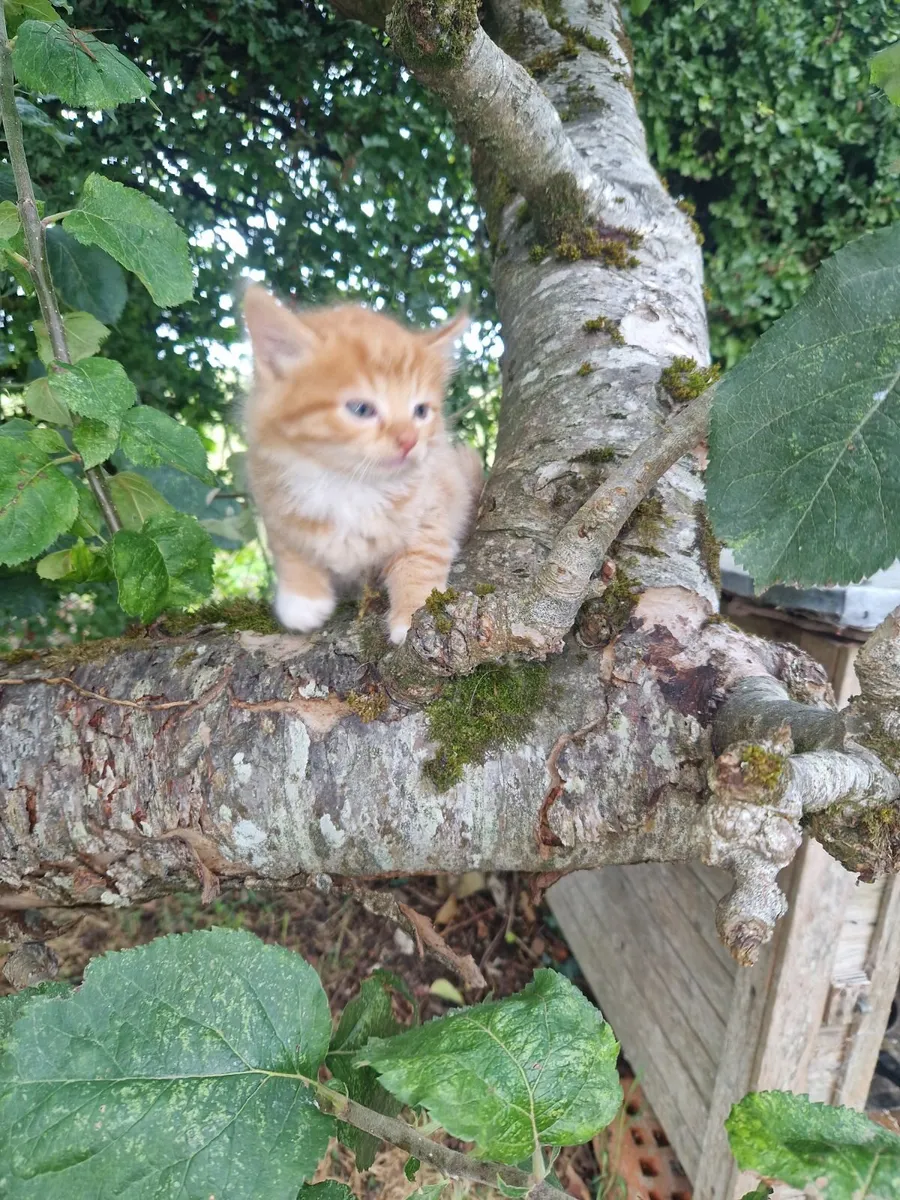 Kittens - Image 2
