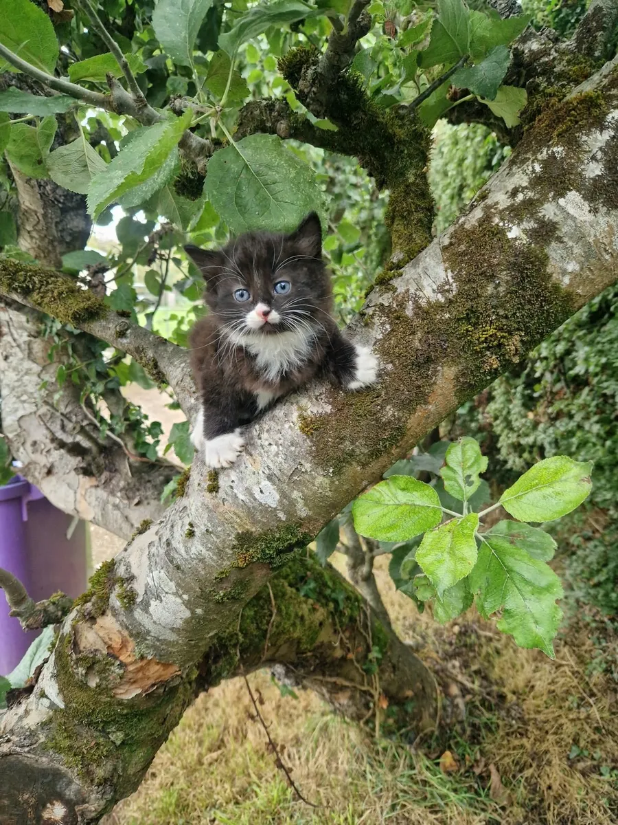 Kittens - Image 3