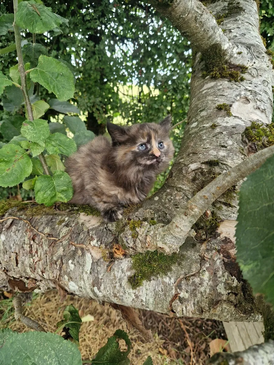 Kittens - Image 4