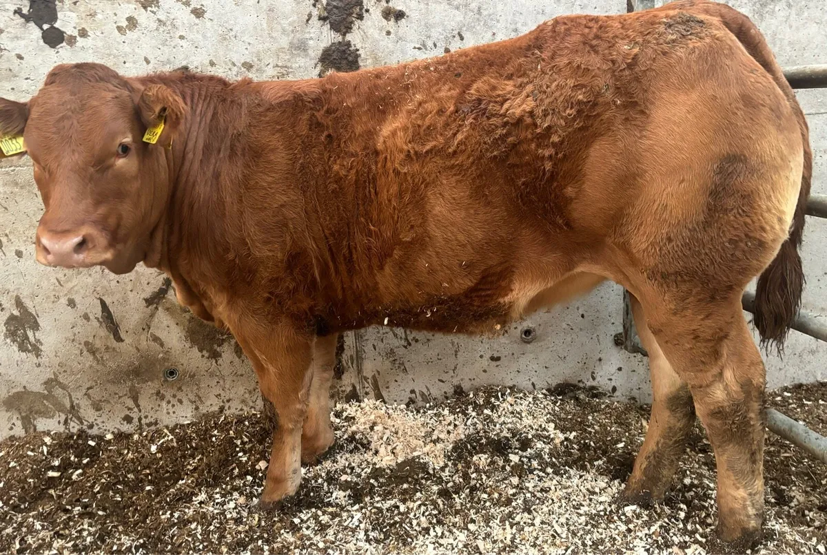 Pedigree Limousin Heifer - Image 1
