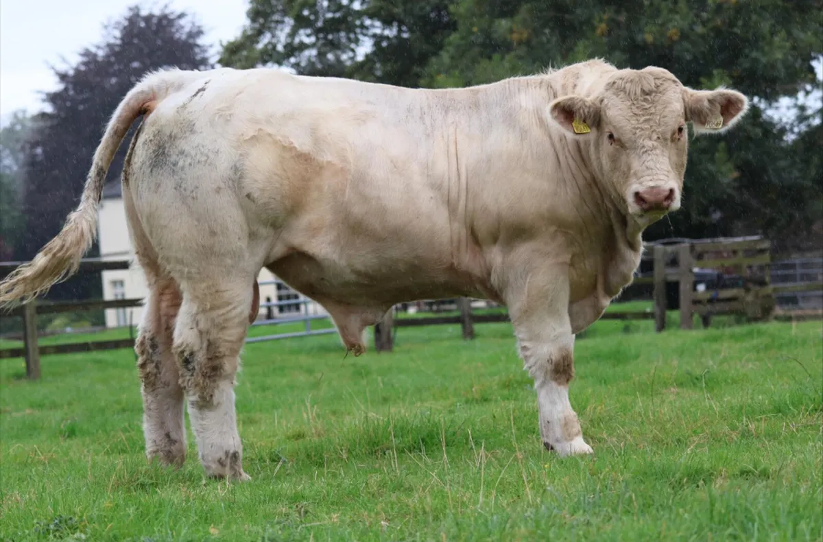 Pedigree Charolais Bulls - Image 2