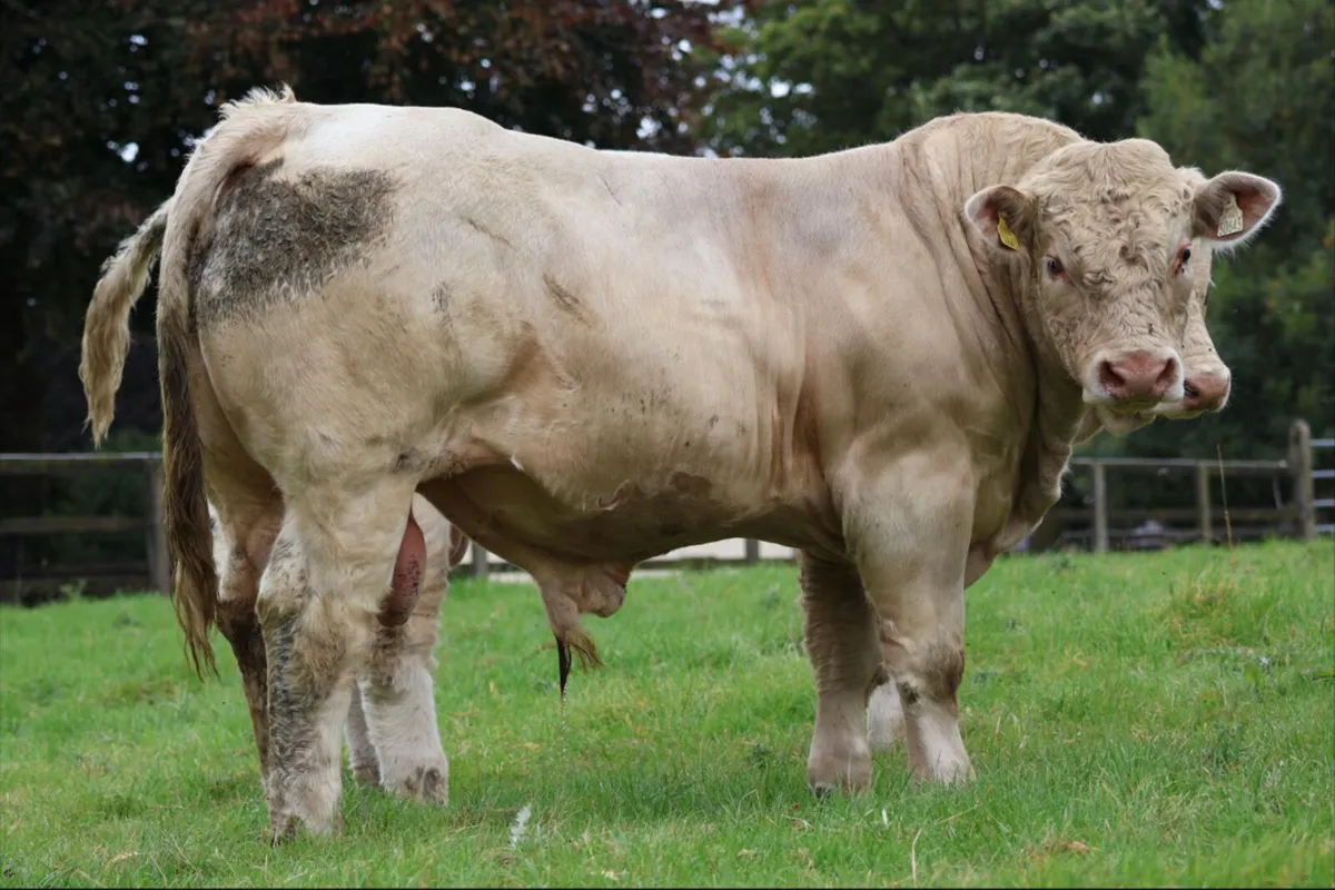 Pedigree Charolais Bulls - Image 1