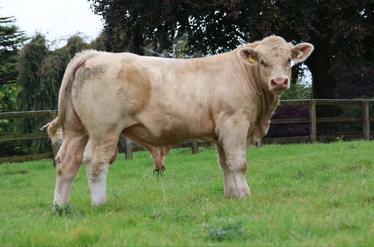 Pedigree Charolais Bulls - Image 3