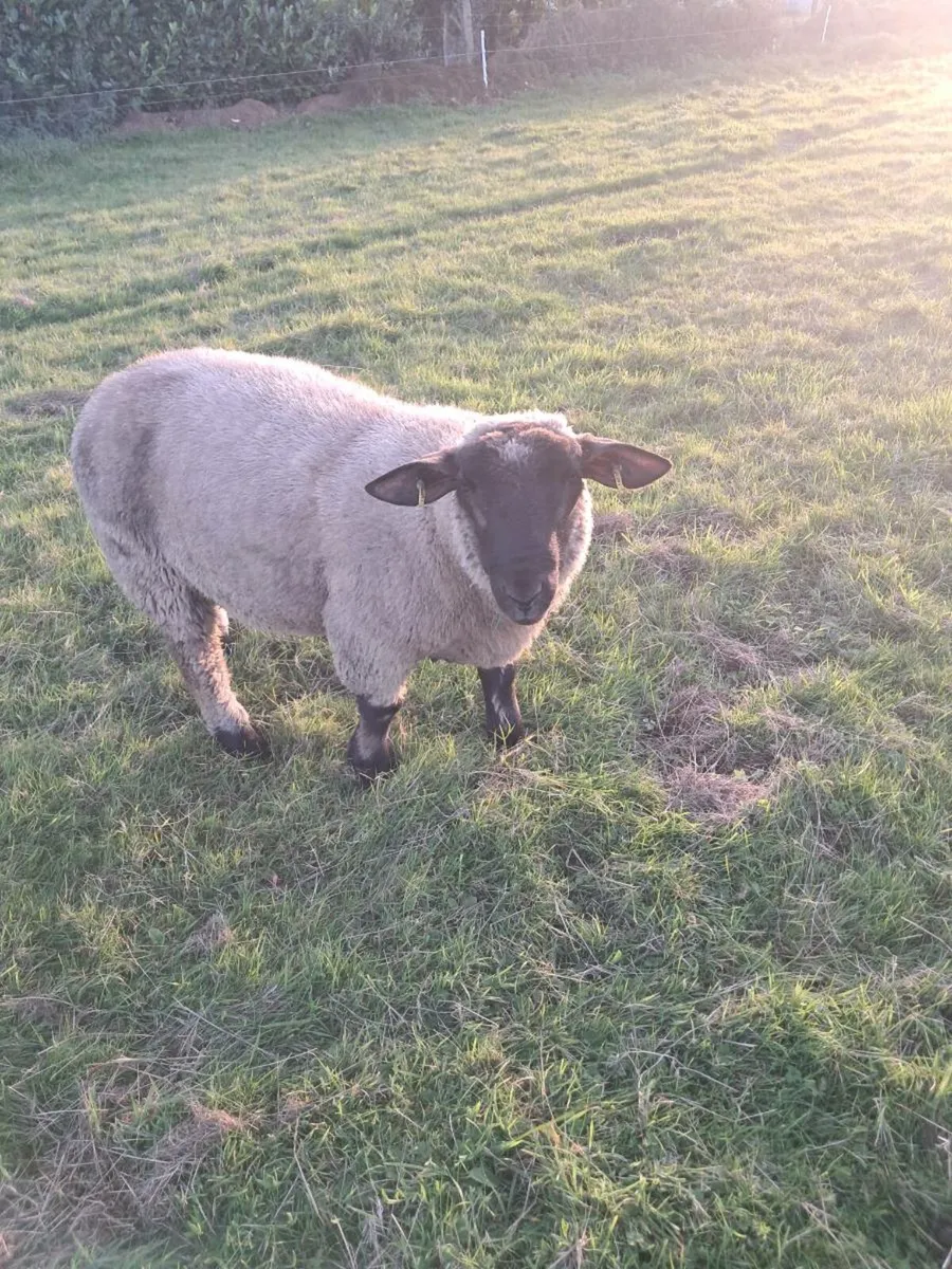 Hybrid ram - Image 1
