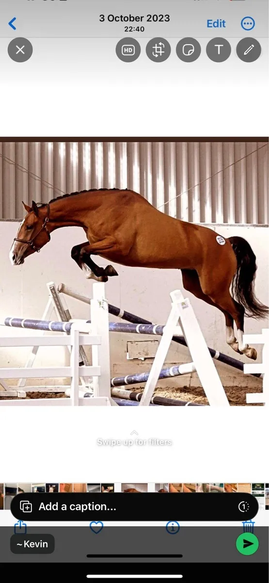 Attractive mare with foal at foot - Image 1