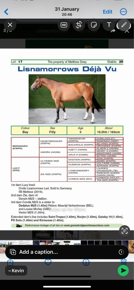 Attractive mare with foal at foot - Image 2