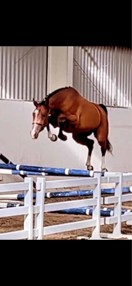 Attractive mare with foal at foot - Image 3