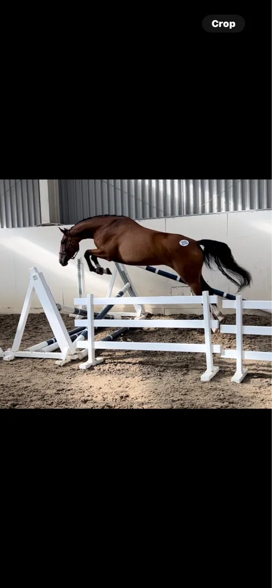 Attractive mare with foal at foot - Image 4