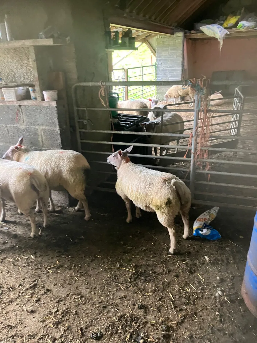 Roubex ewe lambs - Image 1