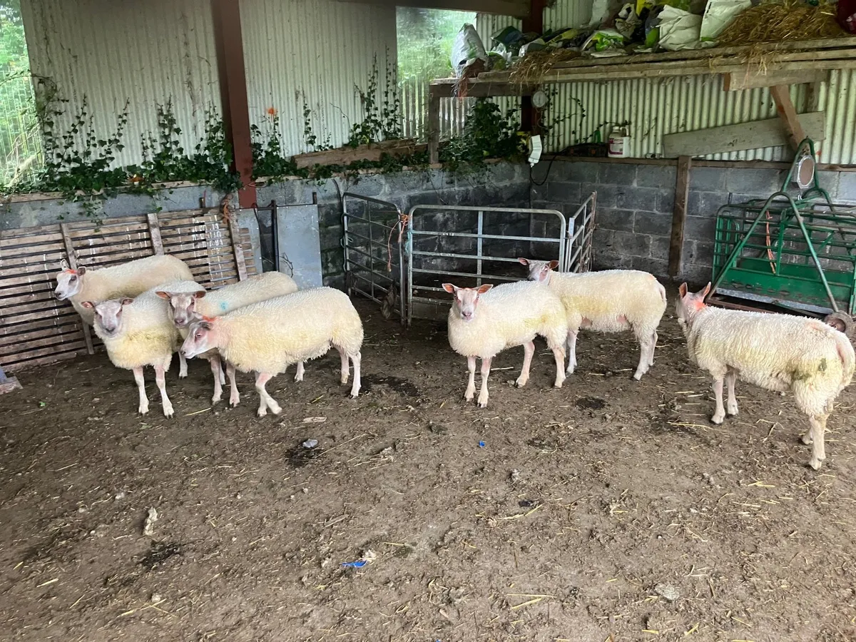 Roubex ewe lambs - Image 2