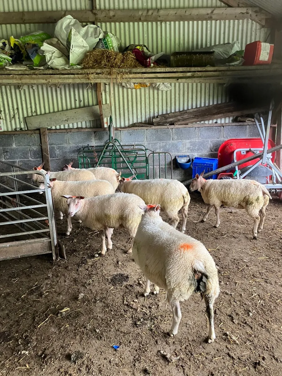Roubex ewe lambs - Image 3