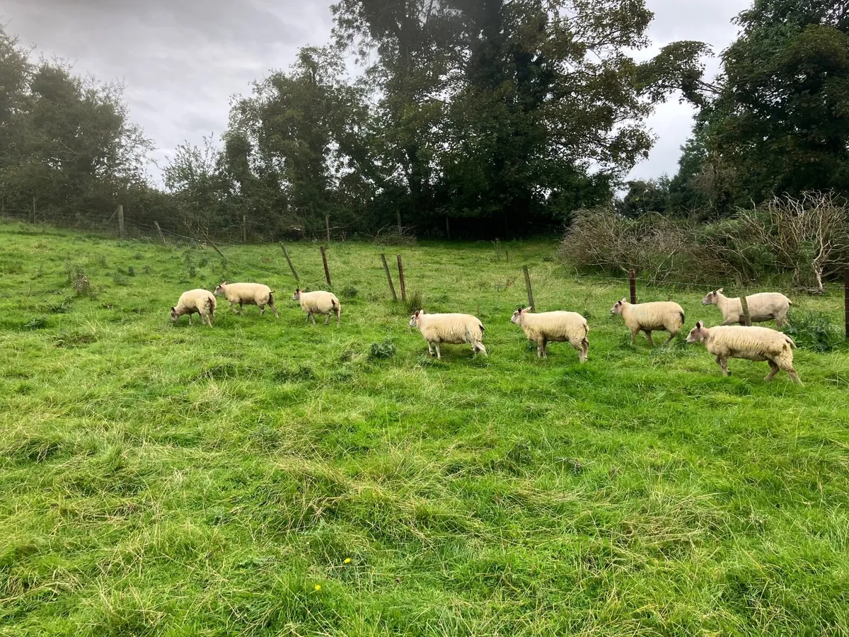 Roubex ewe lambs - Image 4